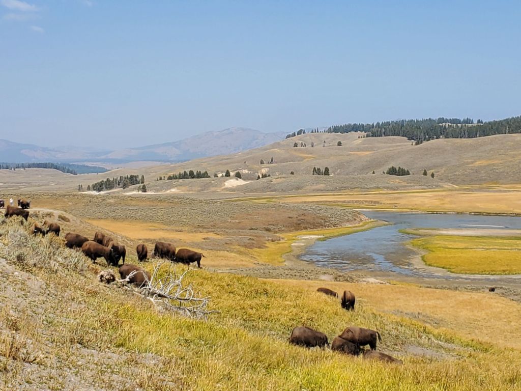 The Ultimate Yellowstone & Grand Teton Road Trip: Where to Stay and What to Do